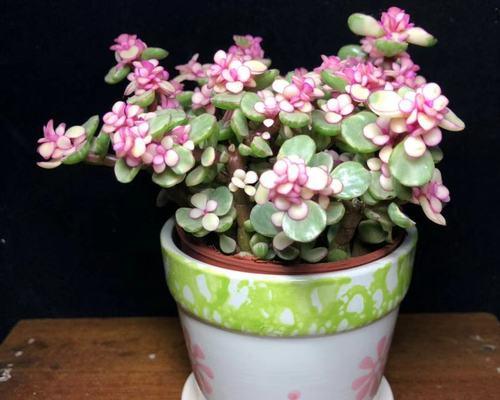 爬墙老桩植物怎么养？房屋护坡植物有哪些种类？