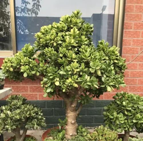 爬墙老桩植物怎么养？房屋护坡植物有哪些种类？