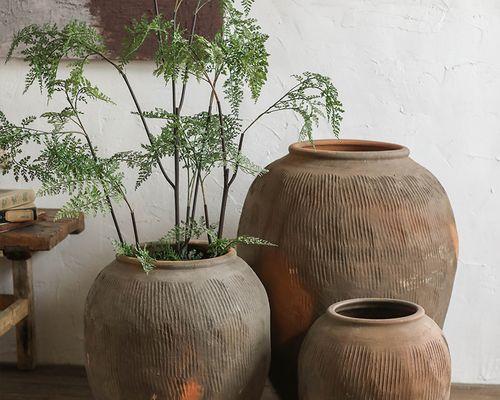 陶瓷罐适合种植哪些植物？如何搭配更美观？