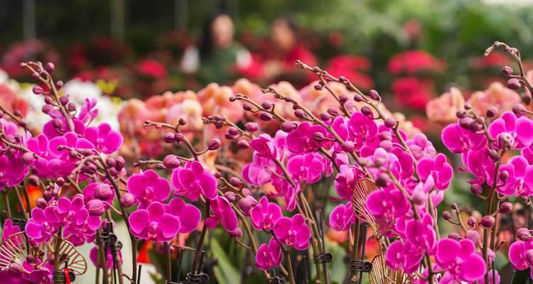 章贡区附近花卉市场在哪里？有哪些特色花卉？