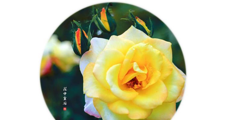 “惠”字在花卉中代表哪种花？