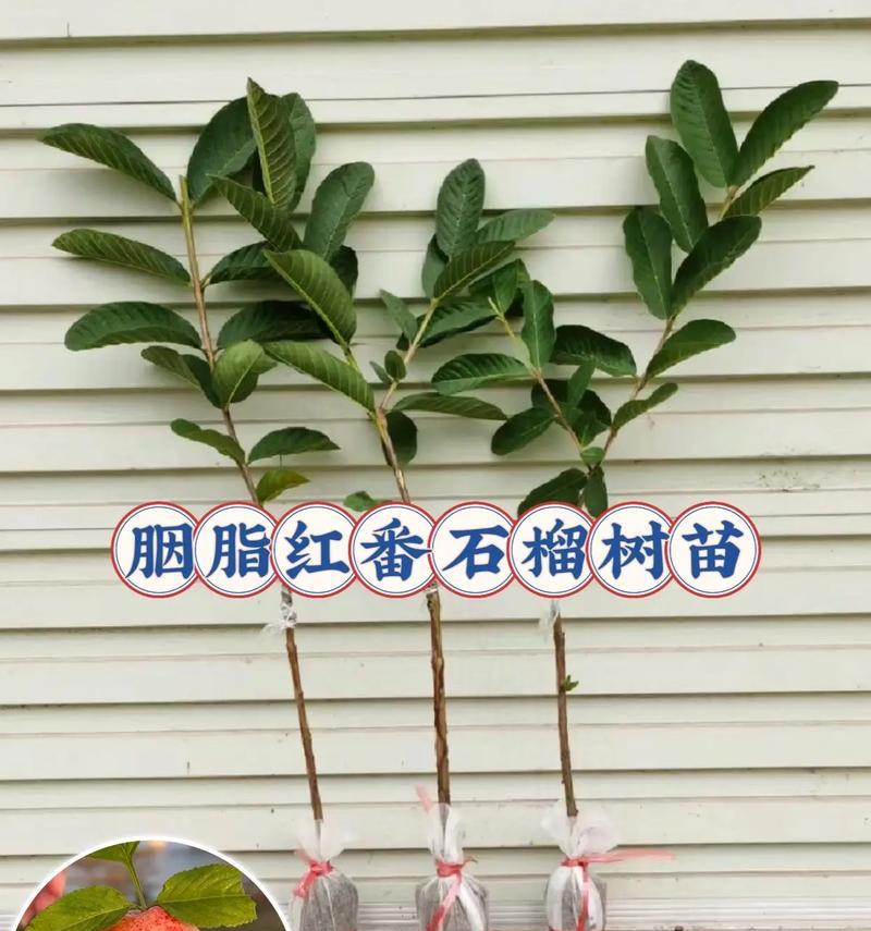 盆栽番石榴的种植方法和注意事项？