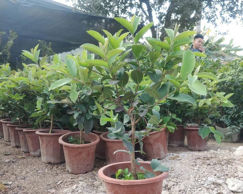 盆栽番石榴的种植方法和注意事项？