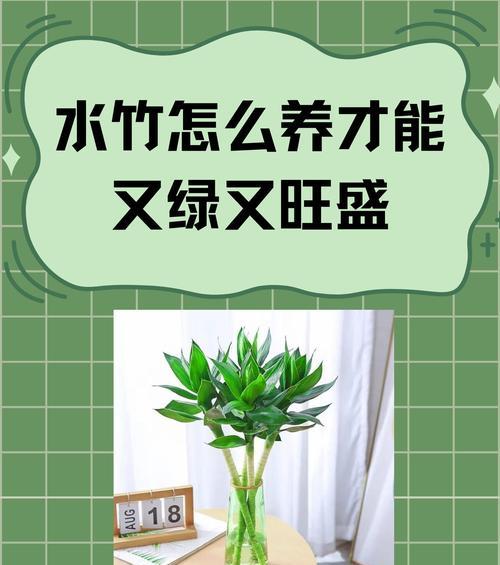 鸿运竹当头盆栽怎么养护？如何保持其旺盛生长？