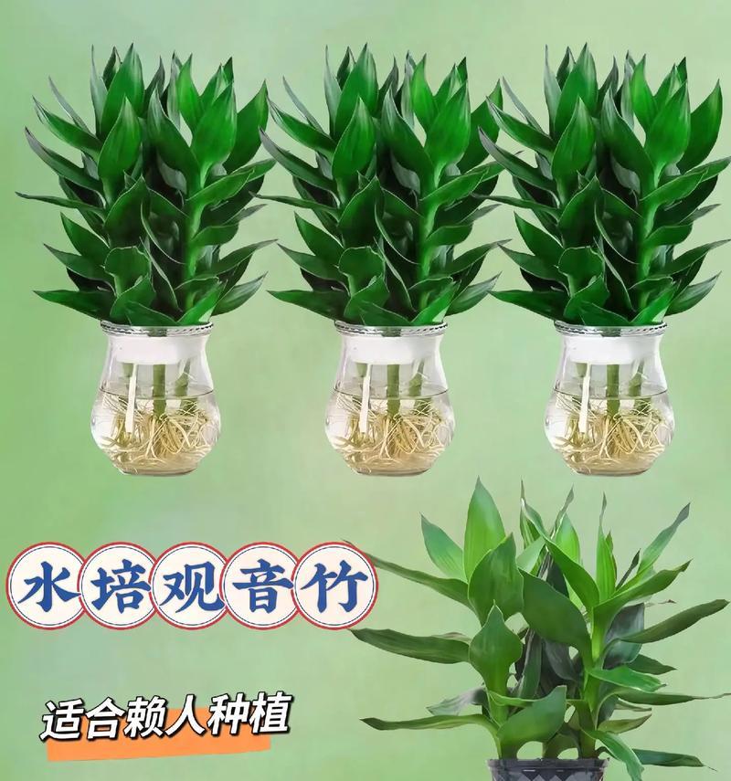 鸿运竹当头盆栽怎么养护？如何保持其旺盛生长？