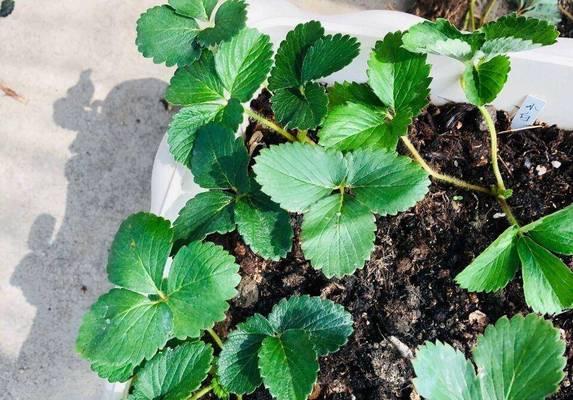 草莓种植盆栽的优缺点是什么？如何进行有效管理？