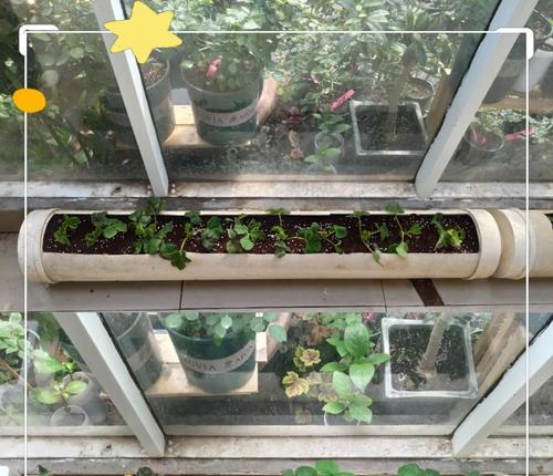 草莓种植盆栽的优缺点是什么？如何进行有效管理？