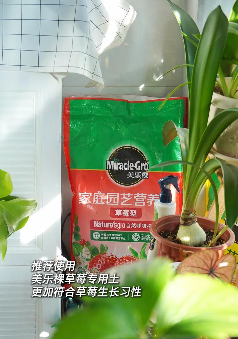 草莓种植盆栽的优缺点是什么？如何进行有效管理？
