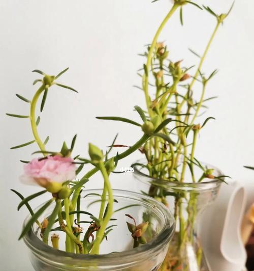 日本水培植物花卉有哪些种类？如何在家中养护？