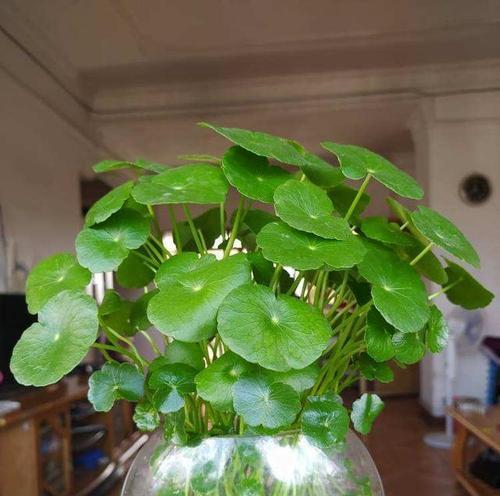 日本水培植物花卉有哪些种类？如何在家中养护？