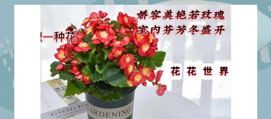 秋海棠的花语有哪些？秋海棠代表了什么情感？