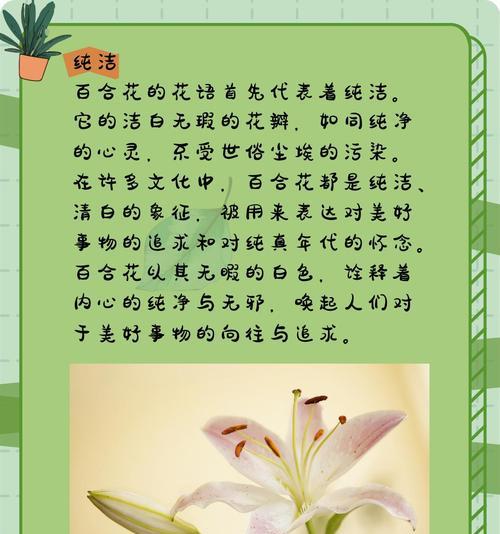 三朵百合花的花语是什么？送三朵百合有何特别意义？
