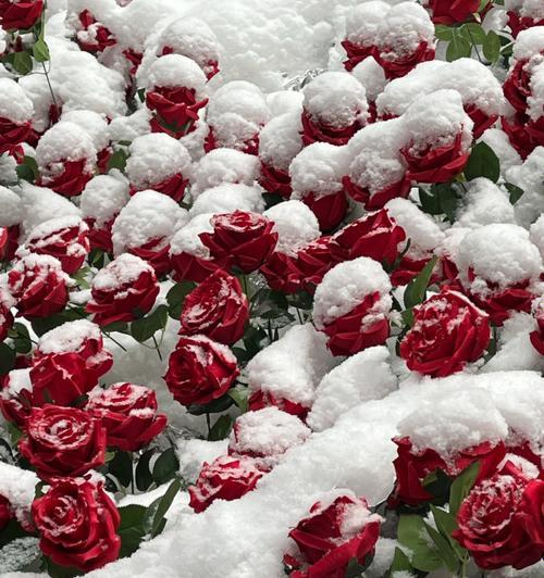 雪景玫瑰花盛放17秒有何含义？雪景玫瑰花的寓意是什么？