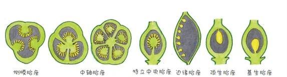 有哪些植物的形态像舞女？它们的生长习性如何？