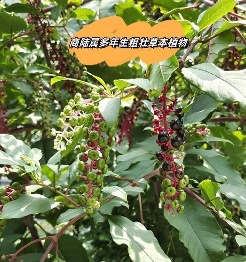 有哪些植物的形态像舞女？它们的生长习性如何？