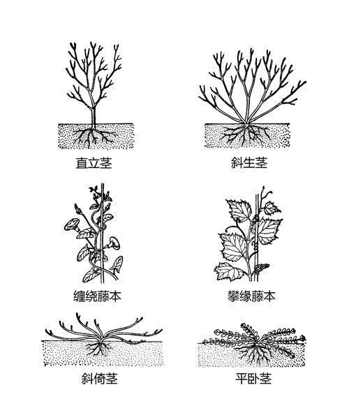 有哪些植物的形态像舞女？它们的生长习性如何？