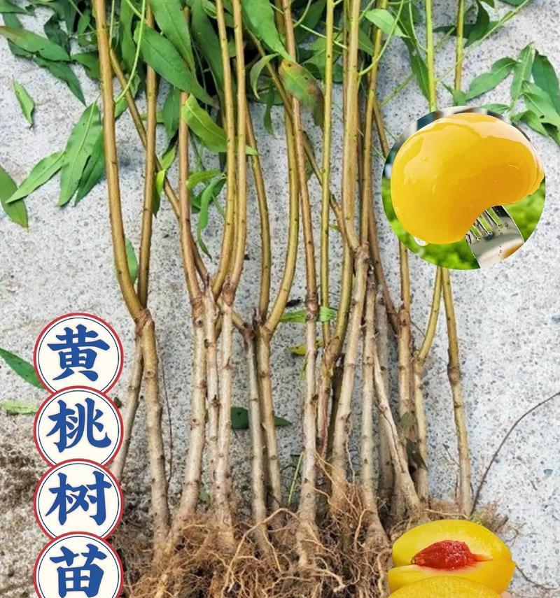 水蜜桃树苗如何种植和管理？有哪些要点？