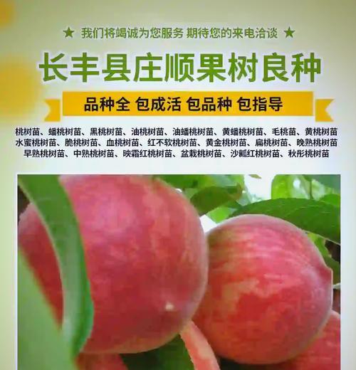 水蜜桃树苗如何种植和管理？有哪些要点？