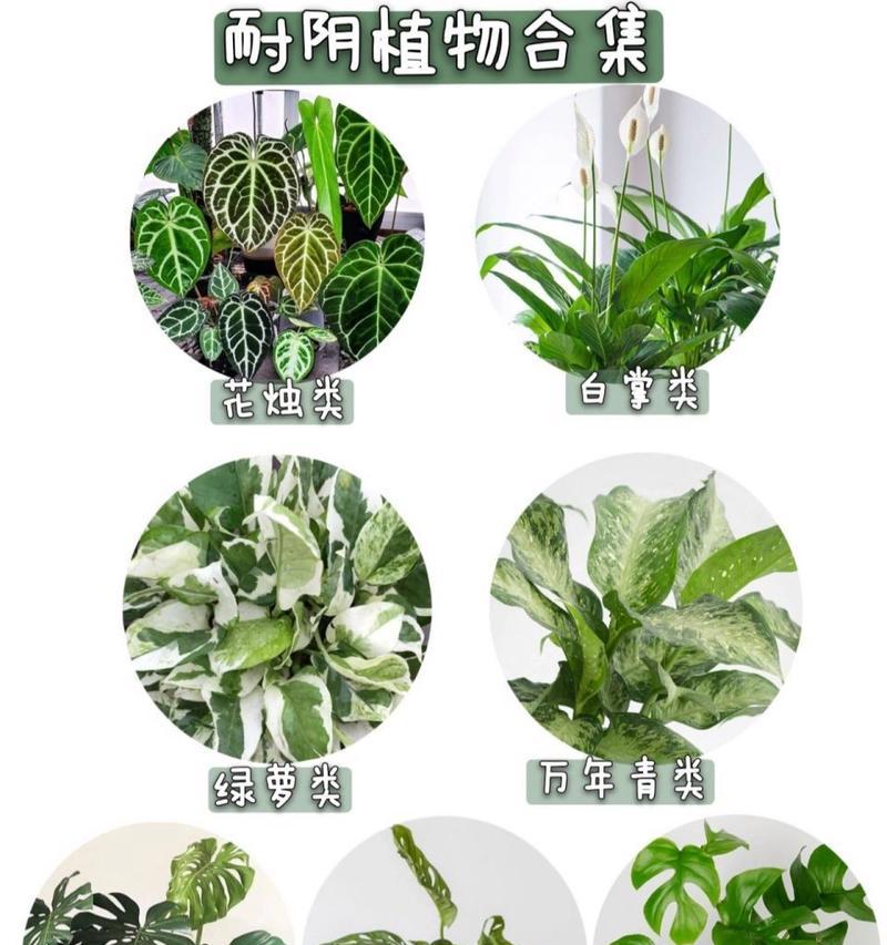 哪些植物可以在无光照条件下生长？