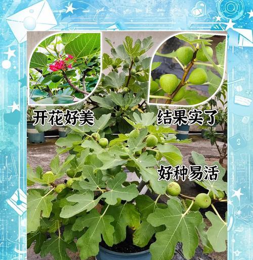 哪些植物可以在无光照条件下生长？