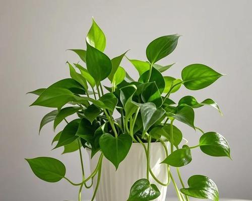 哪些植物可以在无光照条件下生长？