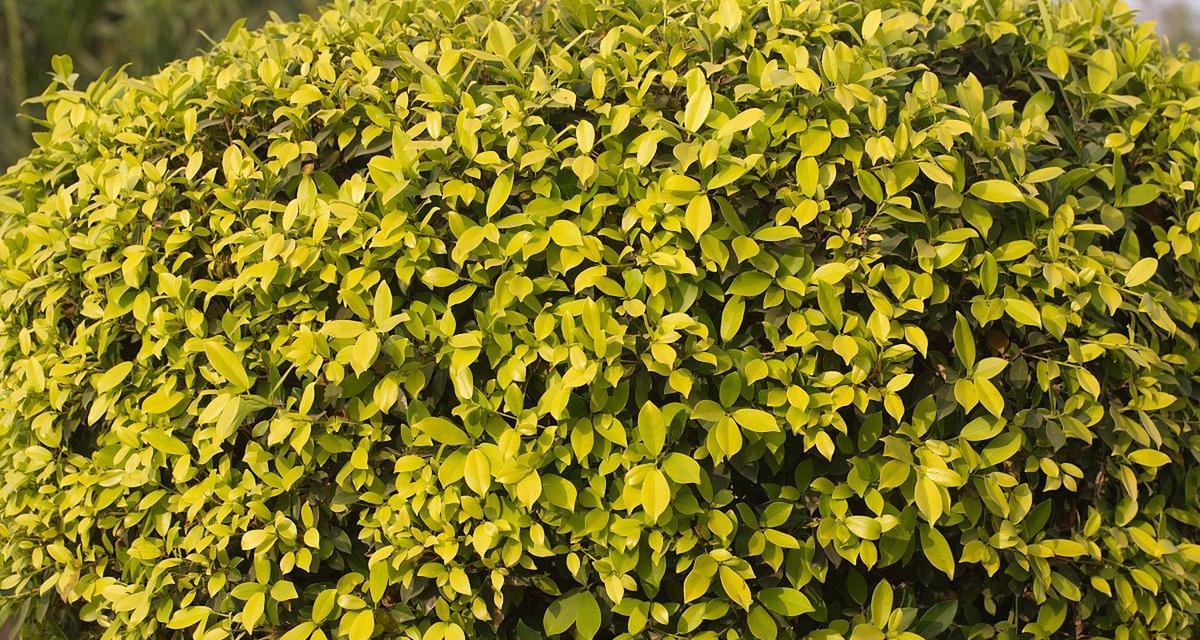 可用于弓弦的植物有哪些？它们的特性是什么？