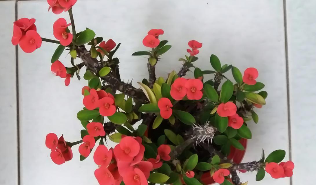 可用于弓弦的植物有哪些？它们的特性是什么？