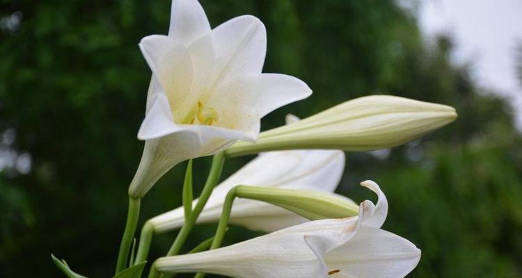 日本教室里放百合花什么意思？百合花在日本文化中的教育意义是什么？