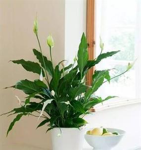 厨房用纸栽培什么植物？用纸栽培植物的步骤和好处是什么？