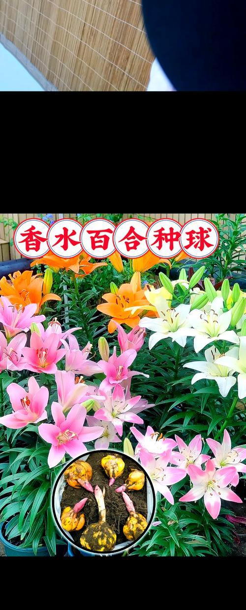 百合代表什么？百合花的象征意义有哪些？
