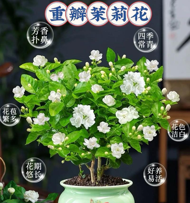 土上适合种植哪些盆栽植物？如何选择适合土上的盆栽植物？