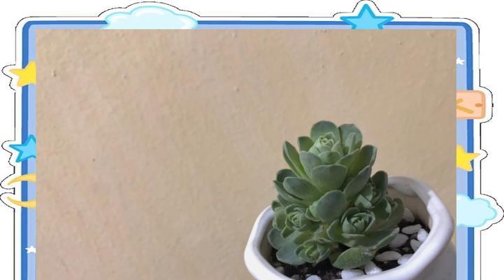 土上适合种植哪些盆栽植物？如何选择适合土上的盆栽植物？