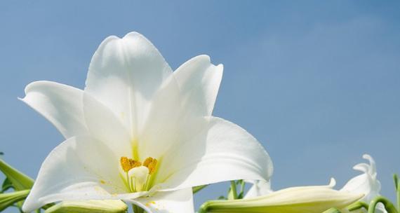 百合代表什么？百合花的象征意义有哪些？