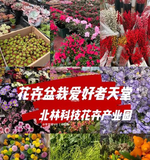 “百合控”这个词汇在花卉爱好者中代表什么？它通常用来描述什么样的人或行为？