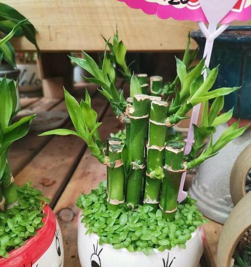 盆栽四大名种具体指哪些？