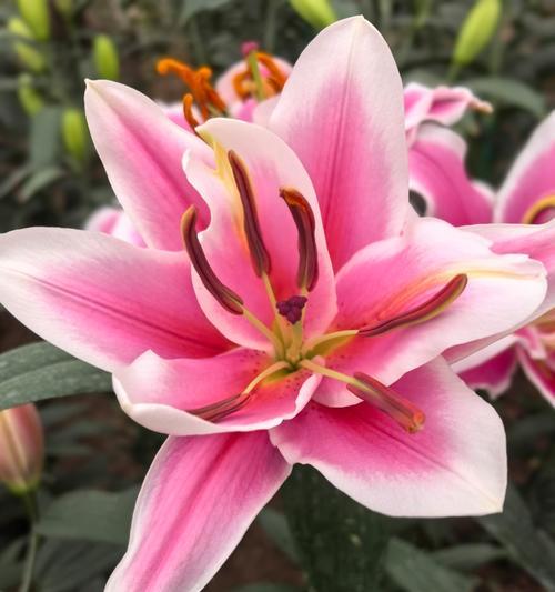18朵百合花的特殊含义是什么？