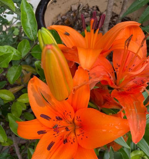18朵百合花的特殊含义是什么？