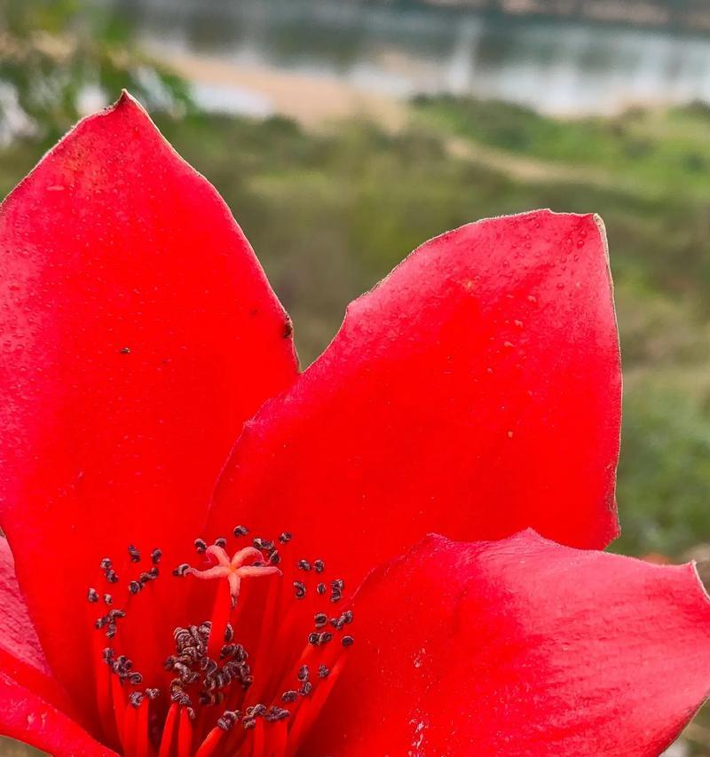木棉的花语具体含义是什么？