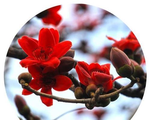 木棉的花语具体含义是什么？