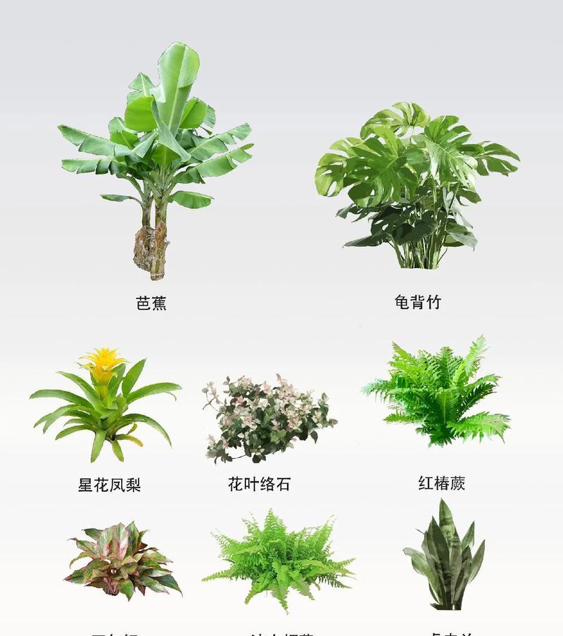 哪些花卉既耐阴又耐寒适合地栽？耐阴耐寒花卉的选择标准是什么？