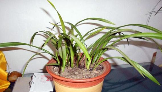 防尘植物有哪些？如何有效减少室内灰尘？