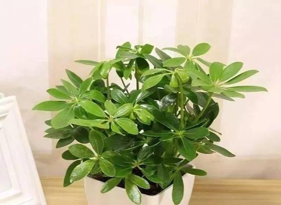 防尘植物有哪些？如何有效减少室内灰尘？