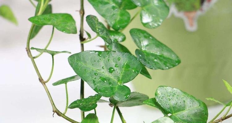 防尘植物有哪些？如何有效减少室内灰尘？