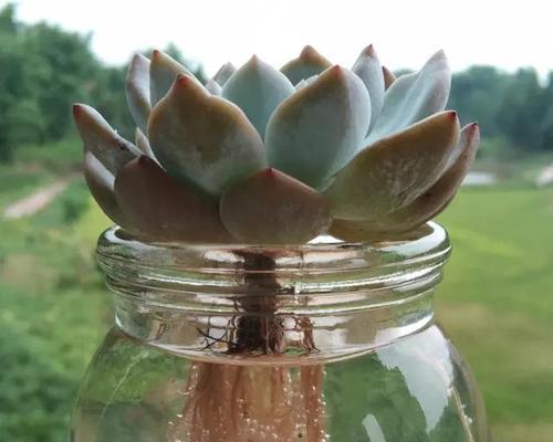 水培香槟玫瑰花养殖方法是什么？