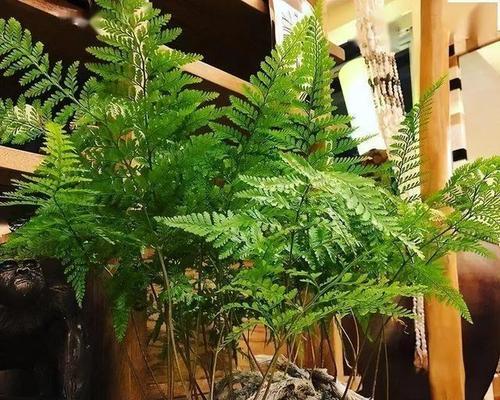 青壮苗木花卉有哪些种类？它们的生长特点是什么？