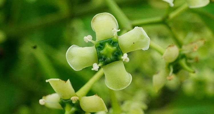 藤蔓花卉的特点是什么？它们在园艺中有哪些作用？