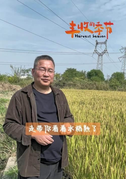 种植水稻不晒田会遇到哪些问题？