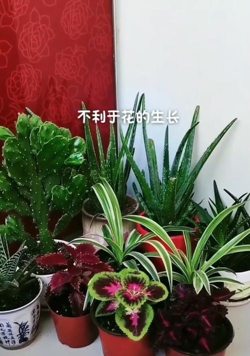 有哪些土培花卉好养活一点？适合新手的选择有哪些？