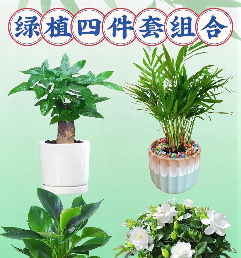 有哪些土培花卉好养活一点？适合新手的选择有哪些？