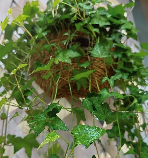 常绿藤植物的养护方法是什么？